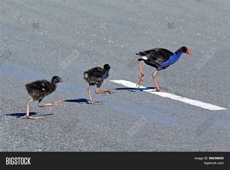 Pukeko - New Zealand Image & Photo (Free Trial) | Bigstock