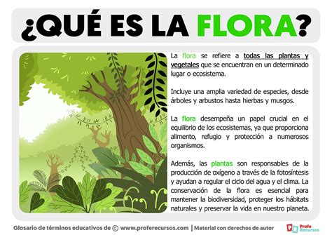 Qué es la Flora | Definición de Flora