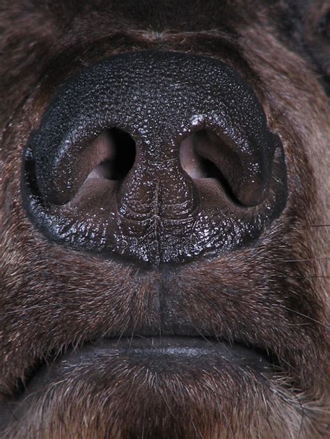 Black bear nose detail. : Diamond Dust Taxidermy and Art