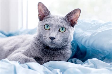 5 Things to Know About Russian Blue Cats - Petful