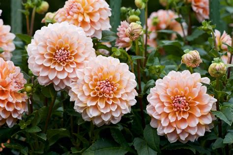 How To Grow Dahlias - Plant Care & Tips | Horticulture.co.uk