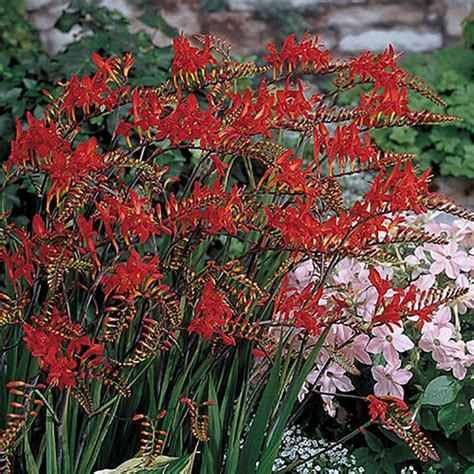 Montbretia - Crocosmia - pack 25 corms | YouGarden