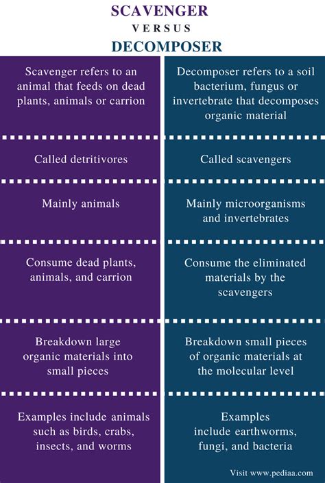 Difference Between Scavenger and Decomposer | Definition, Role in the Ecosystem, Examples