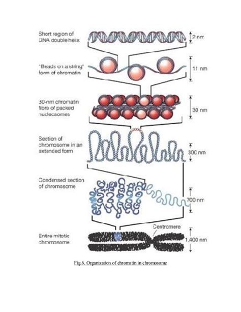 STRUCTURE AND ORGANIZATION OF CHROMATIN