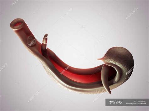 Flatworm Schistosome fluke — parasitic warm, human parasite - Stock Photo | #160166730