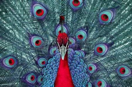 An peacock in abstract colors photo Red Design, Design Art, Aluminum Prints, Metal Prints ...