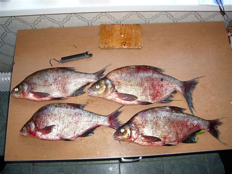 Bream Fish image - Free stock photo - Public Domain photo - CC0 Images