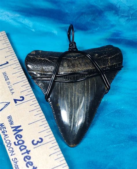 Museum Quality Megalodon Shark Tooth Necklace · L1: 2.51 L2: 2.31 · MegaTeeth