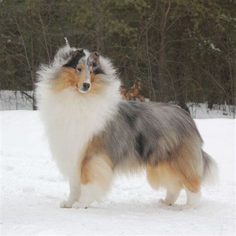 Rough Collie & Smooth Collie Coat Colors | Wyndlair Collies