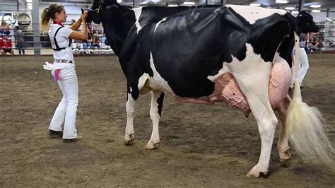 Wisconsin Junior Holstein Championship Show 2016 (5 Year Old Cow) - YouTube