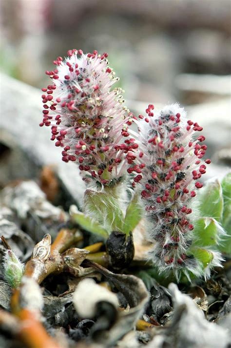 Arctic Willow Photograph by Louise Murray/science Photo Library - Pixels