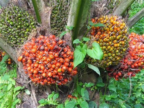 Cara Merawat Kelapa Sawit Agar Berbuah Banyak Setiap Panen - Pupuk Organik Nusantara