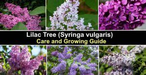 Lilac Tree: Care and Growing Guide (With Pictures)