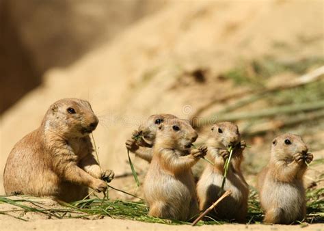 Group Of Baby Prairie Dogs Eating Royalty Free Stock Photos - Image: 14687858