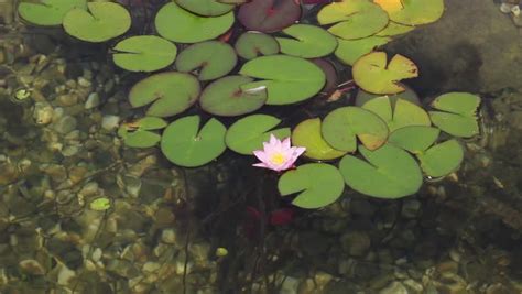 Lily in a Lake Stock Footage Video (100% Royalty-free) 24527144 | Shutterstock