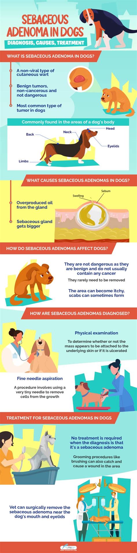 Sebaceous Adenoma in Dogs: Diagnosis, Causes, Treatment,