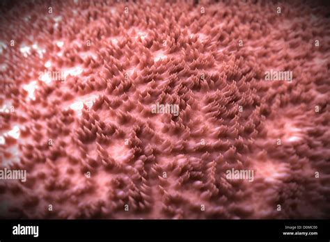 A magnification of filiform papillae on a human tongue Stock Photo, Royalty Free Image: 52079552 ...