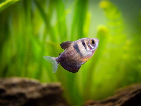 35 Peaceful Community Fish For Your Tank (Updated List)