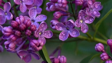 Lilac Flower – Meaning, Symbolism and Colors