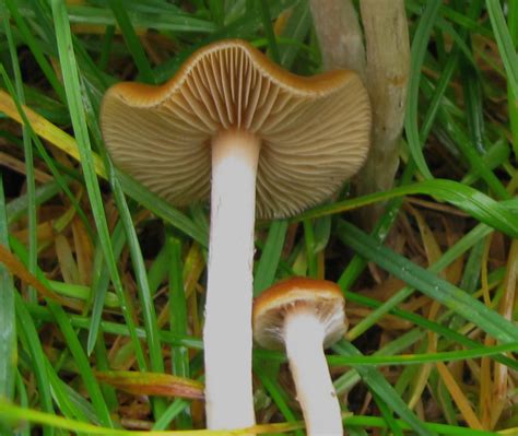 Psilocybe cyanescens – Mushrooms Up! Edible and Poisonous Species of ...