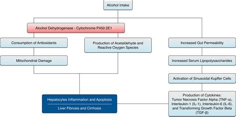 Alcoholic Liver Disease Pathogenesis And Current Mana - vrogue.co