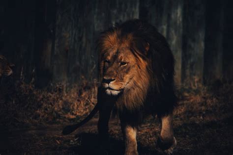 950+ Lion Prowling Stock Photos, Pictures & Royalty-Free Images - iStock