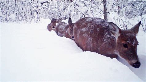 Whitetail Deer in deep snow – The Rocky Mountain Goat