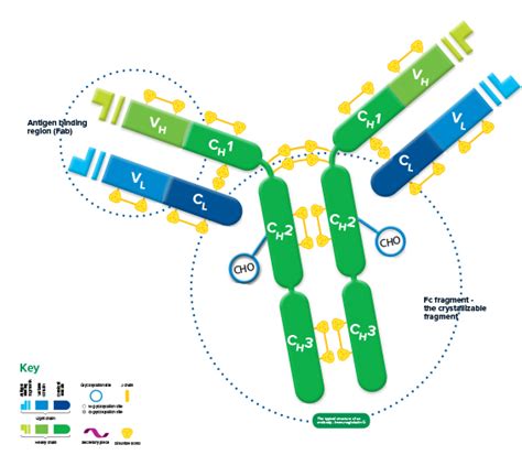 Immunoglobulin structure and function