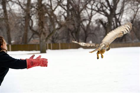 Great Horned Owl Hunting