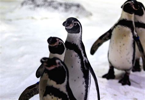 PHILIPPINES-MANILA-HUMBOLDT PENGUINS