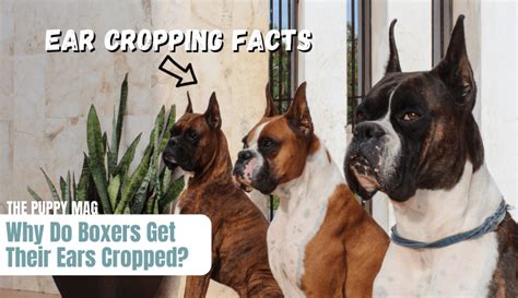 Why Do Boxers Have Their Ears Cropped: All You Need To Know – The Puppy Mag