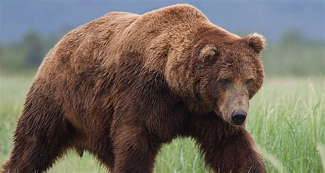 Bear Facts: 30 Interesting Facts About Bears | KickassFacts.com