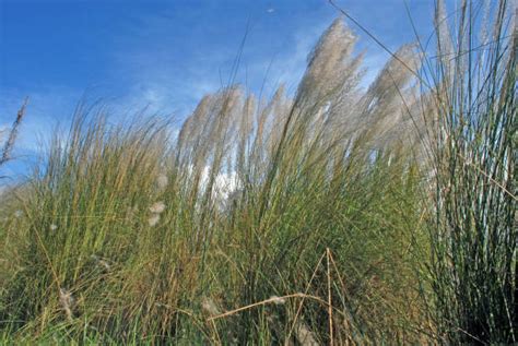 Saccharum Spontaneum Or Kans Grass Stock Photos, Pictures & Royalty-Free Images - iStock