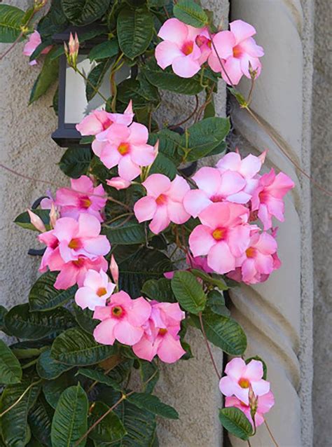 Climbing Plants: 8 Fast Growing Creepers And Vines | Climbing plants fast growing, Climbing ...