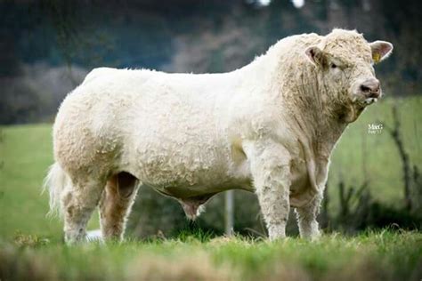 Charolais bull. | Cattle farming, Beef cattle, Cattle