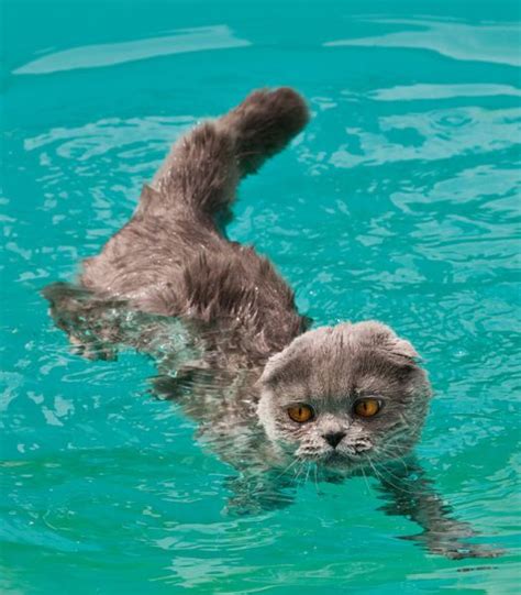 Swimming Cats Are So Funny (29 pics) - Izismile.com