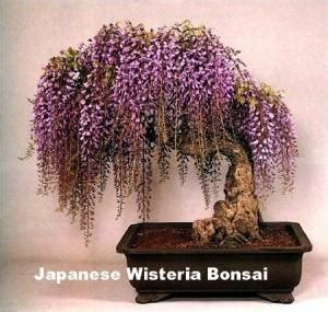 Blue Japanese Wisteria Vine