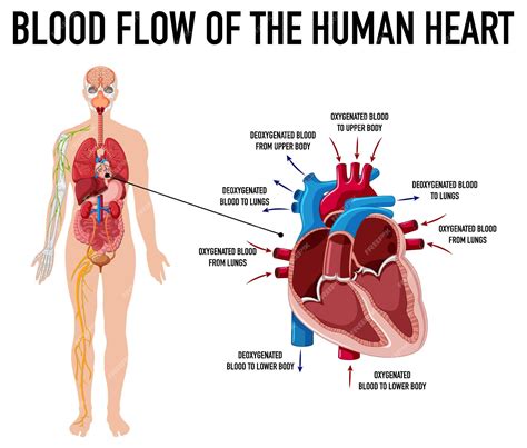 Human Heart Diagram