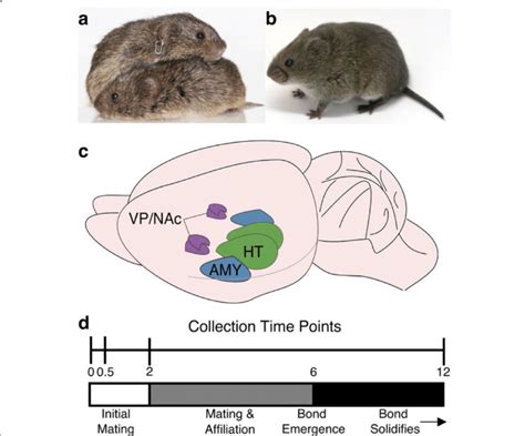 Experiment overview. a Pair of prairie voles (Microtus ochrogaster)... | Download Scientific Diagram