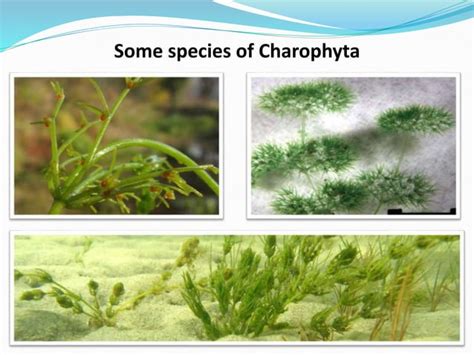 General Account of Chlorophyta & Charophyta