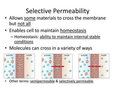 PPT - Cell Membrane Diffusion & Osmosis Active Transport, Endocytosis ...