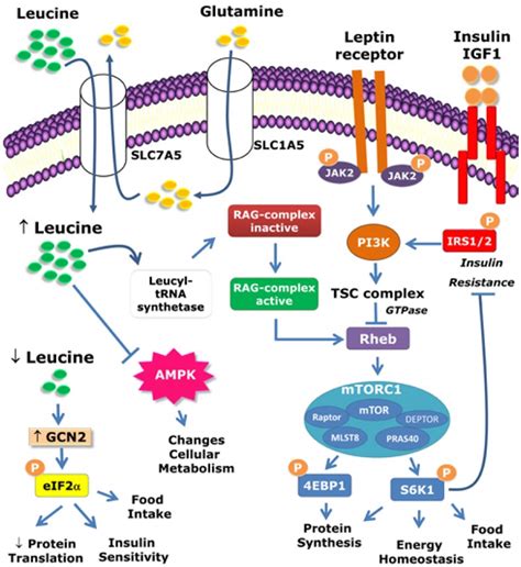 Leucine, L-Leucine - Function, Foods High In Leucine, Benefits