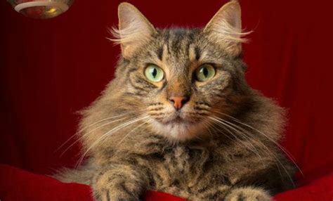 Cat of the Week: The Incredible Moggie Mixed Breed, Fur Babies, Breeds, The Incredibles, Cats ...