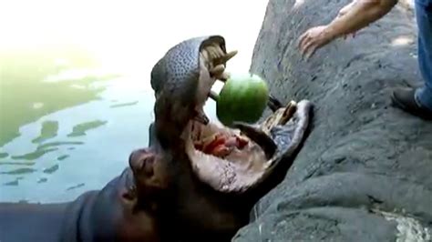 Hippo shows you the easiest way to eat a watermelon