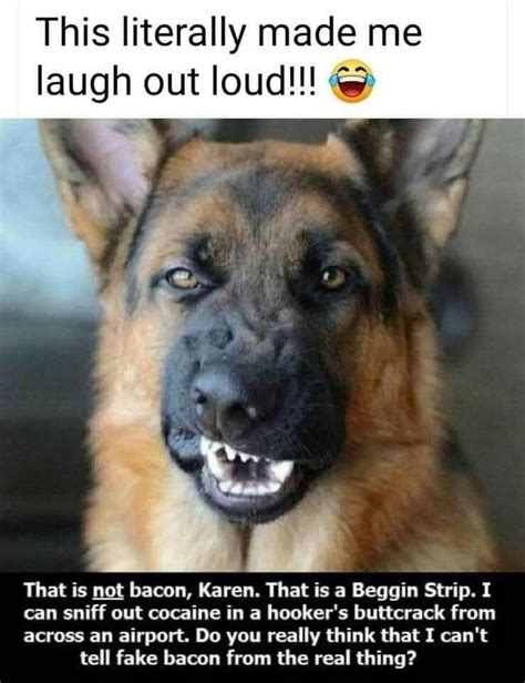 Pinterest | Funny animal jokes, Animal jokes, Funny animal memes