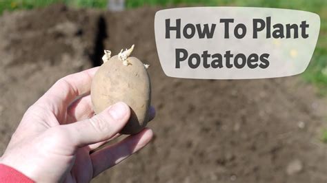 How To Plant Potatoes: Planting Potatoes On A UK Allotment. - YouTube