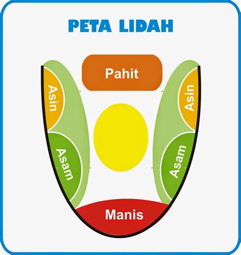 Welcome To Study Home: SISTEM KOORDINASI DAN ALAT INDRA PADA MANUSIA