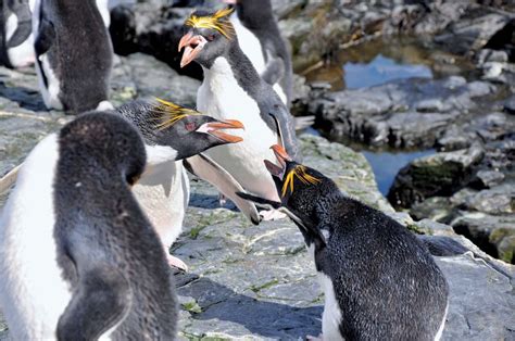 Macaroni penguin | Antarctic Bird Species | Britannica