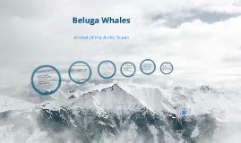 Beluga Whale Life Cycle