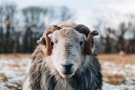 6 Aries Spirit Animals that Perfectly Represent the Sign